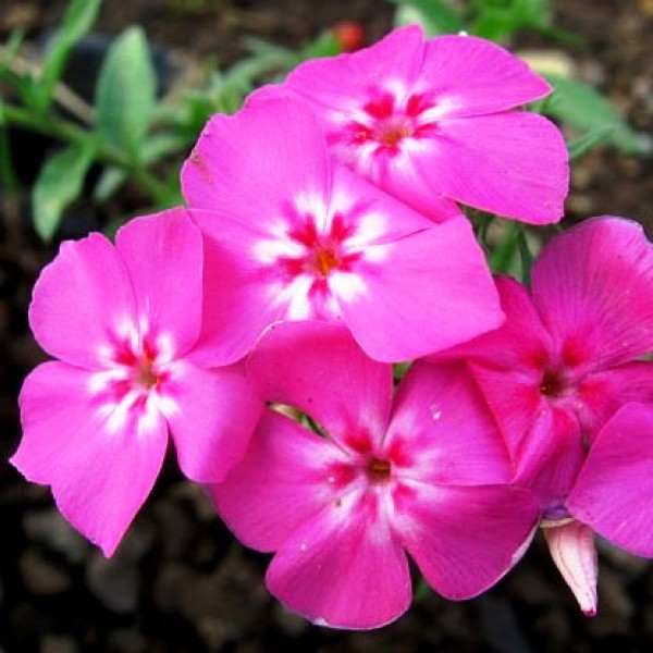 Omaxe Phlox Beauty Leopoldi Pink seeds